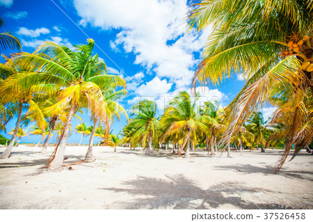 Palm trees on white sand beach 37526458