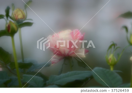 Flower Center Rose, gracefully 37526459