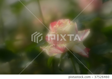 Flower Center Rose, gracefully 37526460