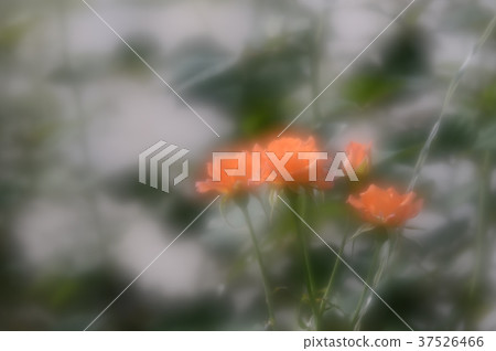 Flower Center Rose, gracefully 37526466