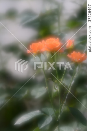 Flower Center Rose, gracefully 37526467