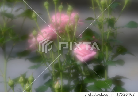 Flower Center Rose, gracefully 37526468