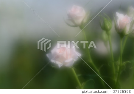 Flower Center Rose, gracefully 37526598