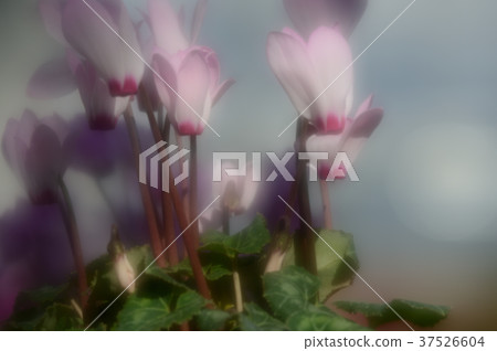 花卉中心仙客來，精彩 37526604