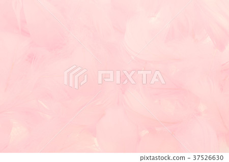 粉色羽毛 37526630