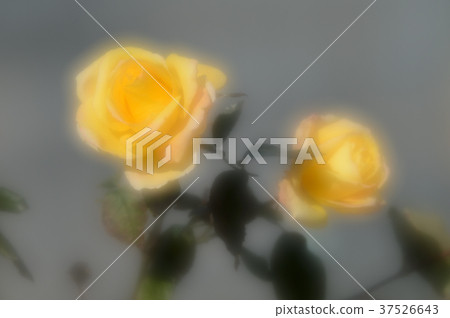 花中心玫瑰，優雅 37526643