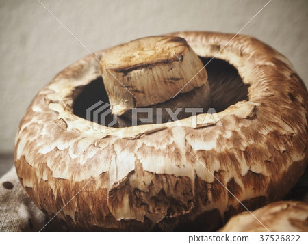 Close up of portobello mushrooms Close up of portobello mushrooms 37526822