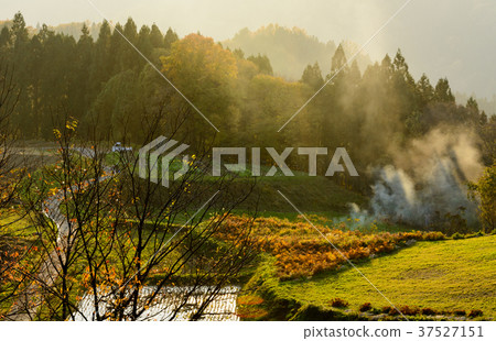 Shining rice field Shining rice field 37527151