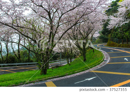 Kagamiyama山徑的櫻花[櫻花縣唐津市] 37527355