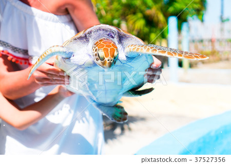 Close up sea turtle in female hands in exotic Close up sea turtle in female hands in exotic 37527356
