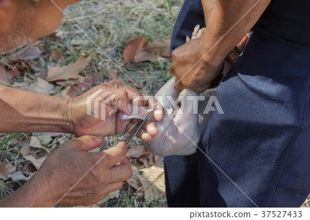Veterinarian treat intestinal diseases for piglets Veterinarian treat intestinal diseases for piglets 37527433