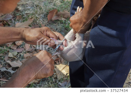 Veterinarian treat intestinal diseases for piglets Veterinarian treat intestinal diseases for piglets 37527434