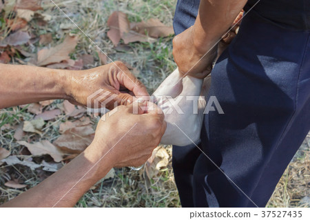 Veterinary intestinal diseases to piglets Veterinary intestinal diseases to piglets 37527435