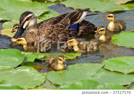 kalgamo的父母和孩子 37527570