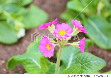 報春花朱利安花 報春花朱利安花 37528621