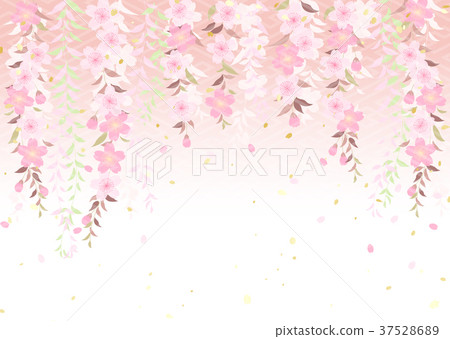 Cherry blossom willow Cherry blossom willow 37528689
