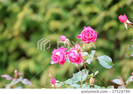 Winter red rose Winter red rose 37528799