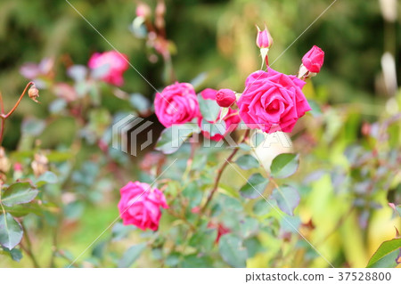 冬天紅玫瑰 37528800