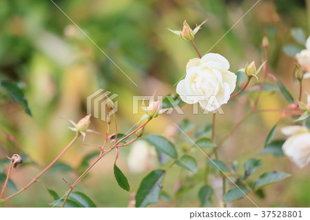 冬天的白玫瑰 37528801