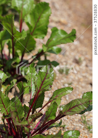 Table beat leaves 37528830