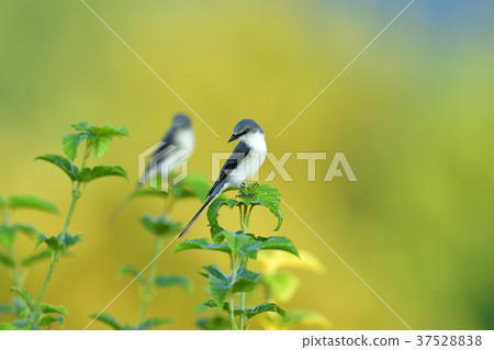 灰山椒鳥 37528838