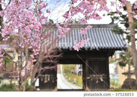 Rin-no-ji Temple Niodomon and Sakura 37528853