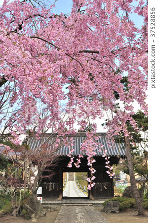 Rin-no-ji Temple Niodomon and Sakura Rin-no-ji Temple Niodomon and Sakura 37528856