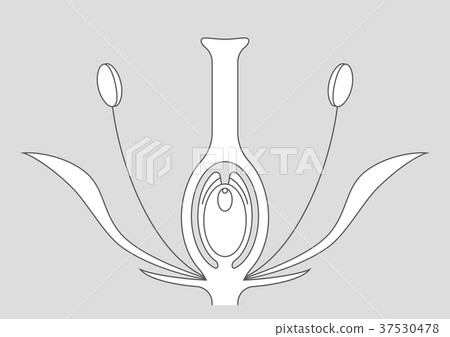 Angiosperm Figure 37530478