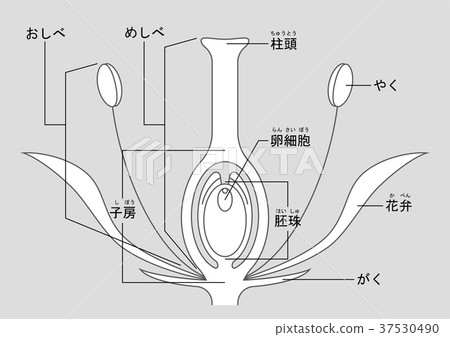 Angiosperm illustration Angiosperm illustration 37530490