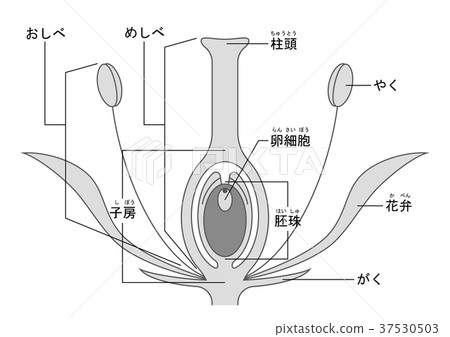 Angiosperm illustration Angiosperm illustration 37530503