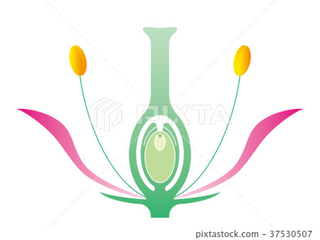 Angiosperm Figure - Stock Illustration [37530507] - PIXTA