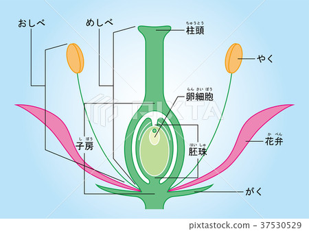 Angiosperm illustration Angiosperm illustration 37530529
