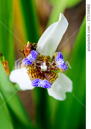 Neomarica gracilis (Apostles iris/Iris caminante) 37539060
