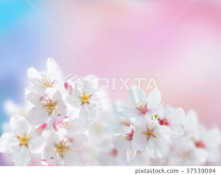 吉野櫻花的花瓣 吉野櫻花的花瓣 37539094