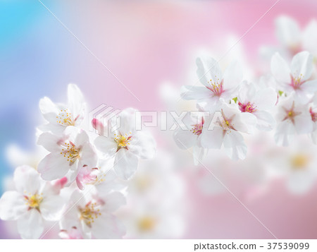 吉野櫻花的花瓣 吉野櫻花的花瓣 37539099