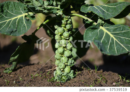 Open-season brussels sprouts Open-season brussels sprouts 37539519