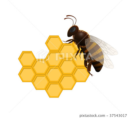 Honeybee on fresh honeycomb symbol Honeybee on fresh honeycomb symbol 37543017