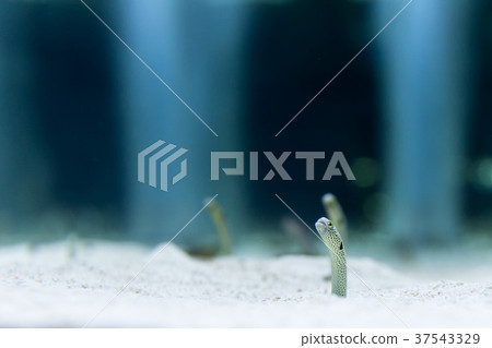 中國鰻魚 37543329