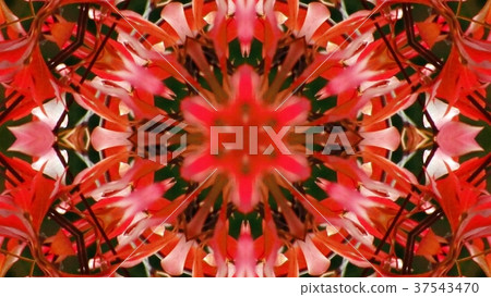 Kaleidoscope (flower) 37543470