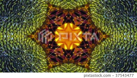 Kaleidoscope (flower) Kaleidoscope (flower) 37543477