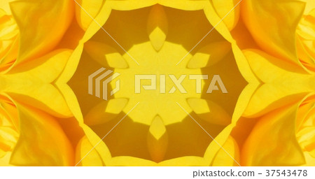 Kaleidoscope (flower) Kaleidoscope (flower) 37543478