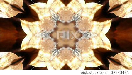 Kaleidoscope (flower) Kaleidoscope (flower) 37543485