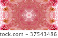 Kaleidoscope (flower) 37543486