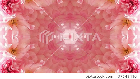 Kaleidoscope (flower) Kaleidoscope (flower) 37543486