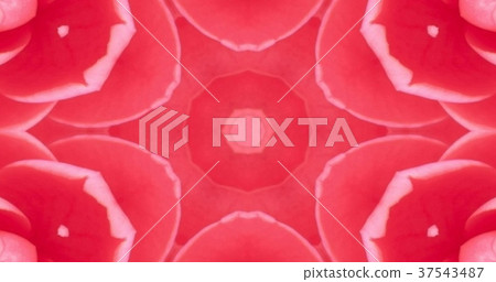 萬花筒(花) 萬花筒(花) 37543487