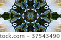 Kaleidoscope (flower) 37543490