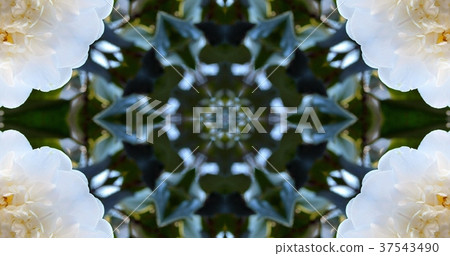 Kaleidoscope (flower) Kaleidoscope (flower) 37543490