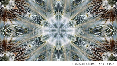 Kaleidoscope (flower) Kaleidoscope (flower) 37543492
