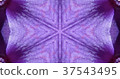 Kaleidoscope (flower) 37543495