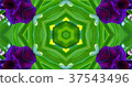 Kaleidoscope (flower) 37543496